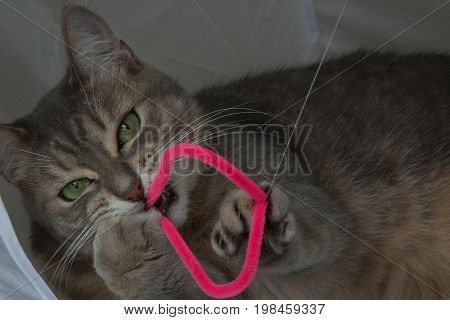 Portrait beautiful domestic cat holding pink toy teeth