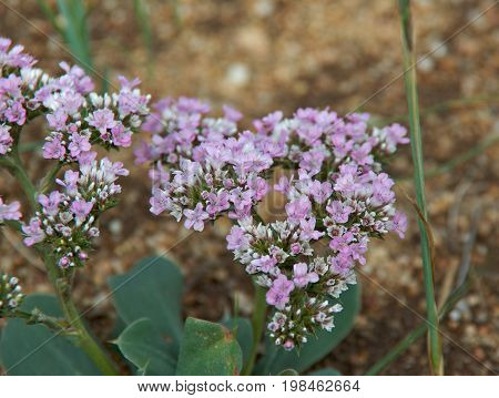 Thymus Serpyllum