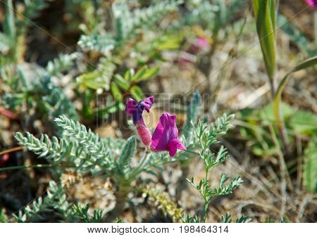 Oxytropis lanata near lake Baikal Russia summer travel