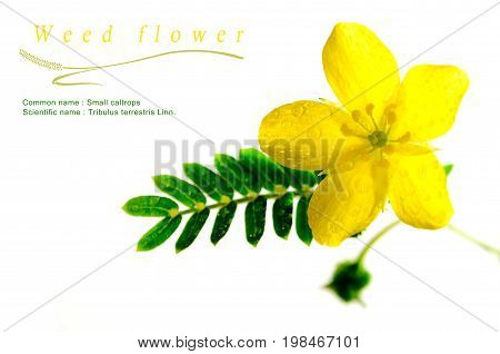 Yellow Flower Of Small Caltrops Weed, Isolated Flower On White Background