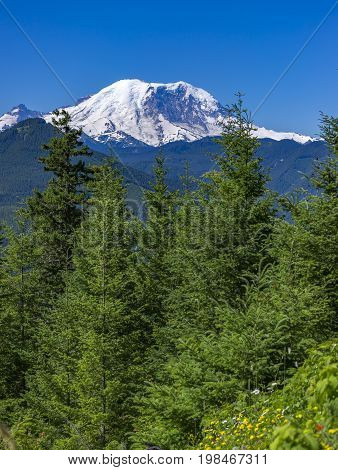 Mt. Rainier Washington State Park Views Of The Peak Over The Trees