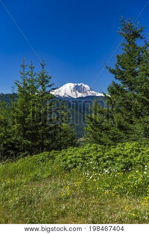 Mt. Rainier Washington State Park With Foliage