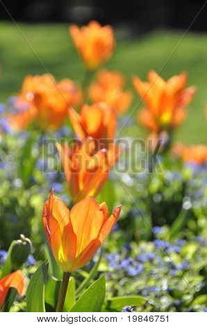 Orange tulipaner