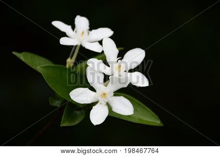 white Wrightia antidysenterica flower in nature garden