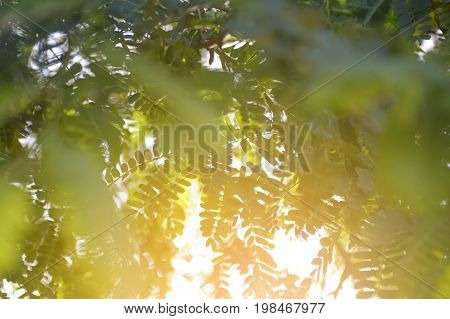 fresh green tamarindus indica leaves in nature garden