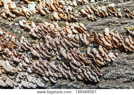 Inedible mushroom Melanistic ordinary ( lat. Schizophyllum commune ) has medicinal properties. Berdsk Novosibirsk oblast Siberia Russia August