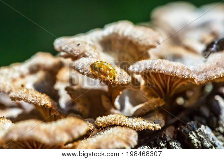 Ladybug beetle shestnadtsatiletnyaya (lat. Halyzia sedecimguttata) on the mushroom Derelictio ordinary (lat. Schizophyllum commun ). Berdsk Novosibirsk oblast Siberia Russia August