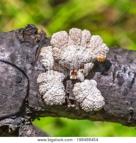 Inedible mushroom Melanistic ordinary ( lat. Schizophyllum commune ) has medicinal properties. Berdsk Novosibirsk oblast Siberia Russia August