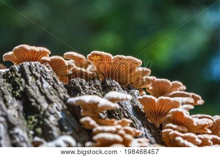 Inedible mushroom Melanistic ordinary ( lat. Schizophyllum commune ) has medicinal properties. Berdsk Novosibirsk oblast Siberia Russia August