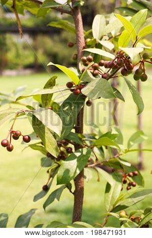 close up polyalthia suberose plant in nature garden