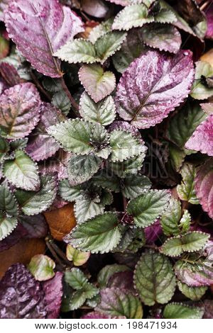 fresh green redivy plant in nature garden