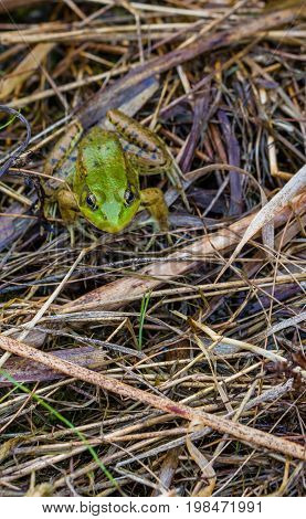 Green frog (Rana clamitans) in a Wisconsin wetland in July