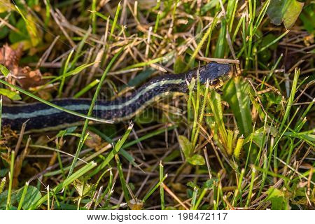 Close-up of a Eastern Ribbon Snake (Thamnophis sauritus) out in July