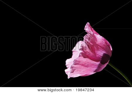 En pink Valmue