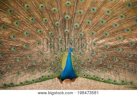 Peacock. Close up of peacock showing its beautiful feathers