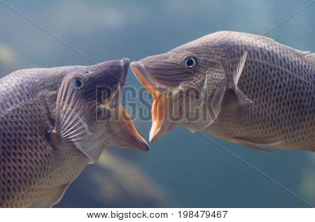 French gunts french kiss underwater image color image