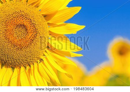 A wasp flies near a sunflower A close-up of one young bright yellow sunflower on a sunflower field in a warm sunny day the background is blurred a blue noob