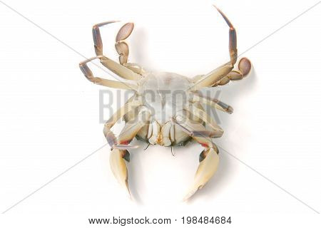 Live crab lying on the back isolated on a white background.