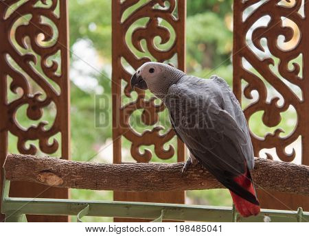 Beautiful African Gray Parrot  The smartest bird in the world