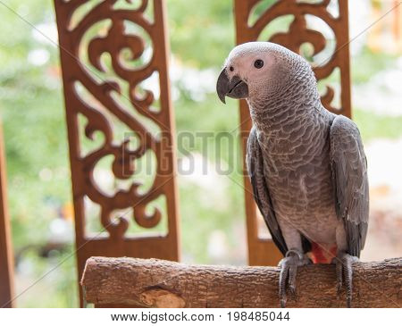 Beautiful African Gray Parrot  The smartest bird in the world