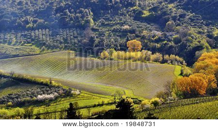 Vineyard Toscanassa keväällä, Italia