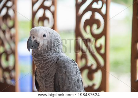 Beautiful African Gray Parrot  The smartest bird in the world