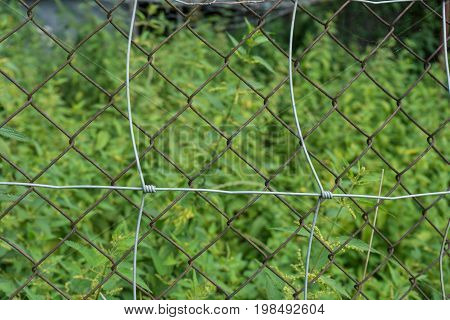 fence in front of overgrown garden siver rusty