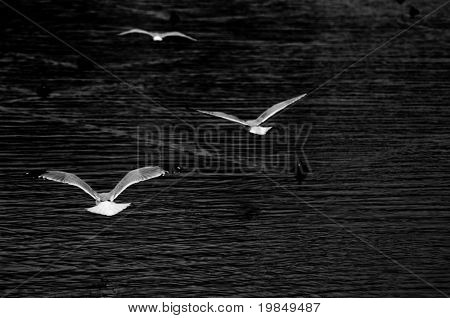 Seagulls at dusk