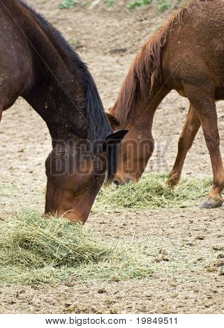 Horses feeding