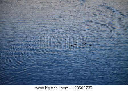 Geese shot at a far distance flying in V formation just above the surface of the Potomac River at dusk.