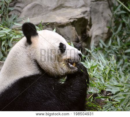 Side angle shot of panda bear chewing on bamboo shoots