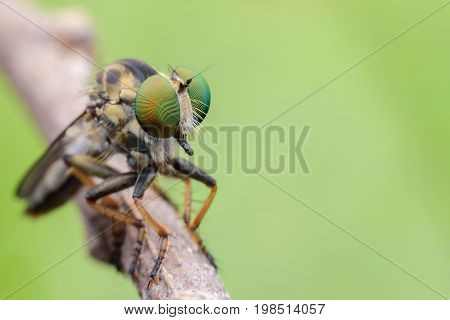 Super macro Robber fly on branch with green background