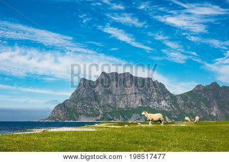 Utakleiv Beach on the Lofoten islands in Norway.