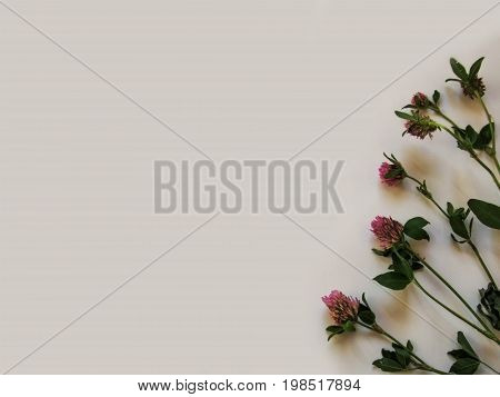 Isolated stalks of the clover on a gray background - the abstract floral background. Several branches of trefoil with lilac flowers are located along one side of the photo