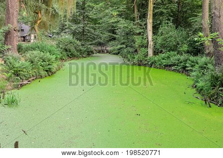 Green water and plant. Green river and bushes in the urban park of Pszczyna in Poland.