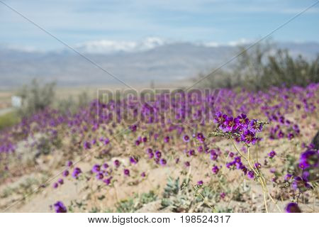 Flowering Desert (spanish: Desierto Florido) In The Chilean Atacama. The Event Is Related To The El