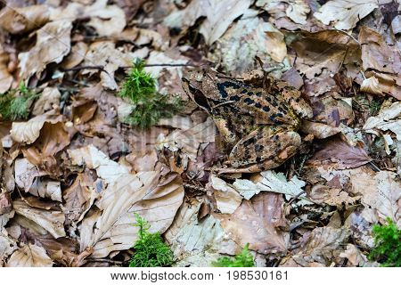 frog in forest close up near caumasee in switzerland