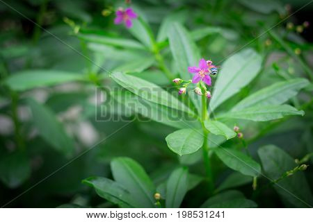 Little purple flowers in the green garden