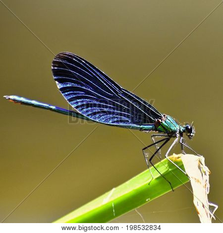 Closeup of dragonfly. Macro shot.  (Calopteryx virgo)