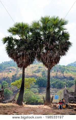 Laotian People Sitting And Relax Near Twin Borassus Flabellifer Or Palmyra Palm After Visit Archaeol