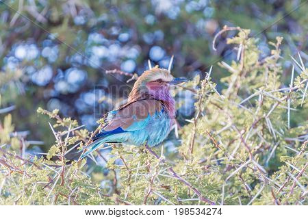 A lilac-breasted roller Coracias caudatus on a thorn tree in Northern Namibia