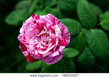 Beautiful Garden Rose In The Garden