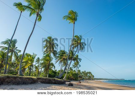 Impressive Paradise Beach At The Itacare Bahia Brazil