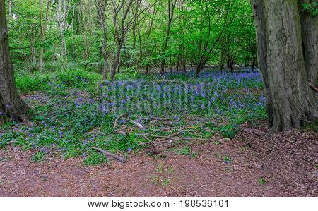Spring Bluebells in the woods with a clearing in the foreground.