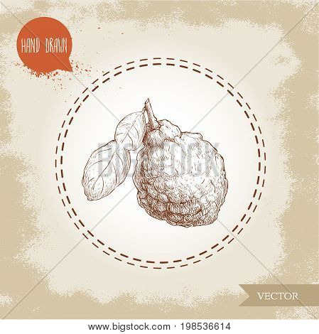 Hand drawn sketch style bergamot fruit with leaf. Kaffir lime vector illustration. Organic food. Citrus on vintage background.