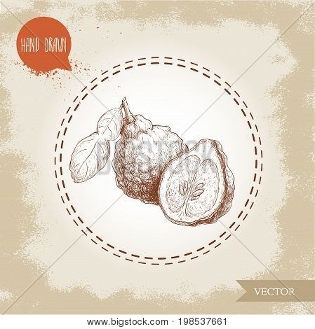 Hand drawn sketch style composition of bergamot fruits. Kaffir lime wholewith leaf and half vector illustration. Organic food. Citrus on vintage background.