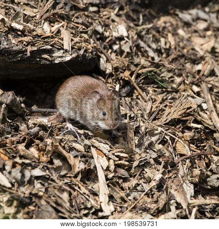 Bank Vole Rodent Myodes Glareoleus In Decaying Tree Stump In Forest Landscape