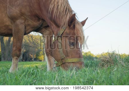 Brown horse eating grass on the field with dandelions