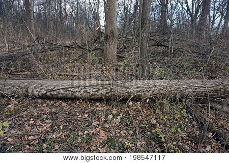 Fallen logs and branches lie on the forest floor of the Hammel Woods Forest Preserve in Shorewood, Illinois, during December.