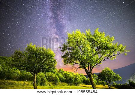 Green Plum Trees Milky Way Night Sky